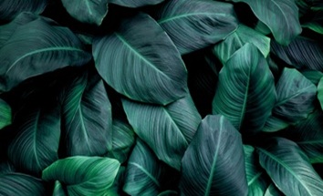 Coagulantes naturales